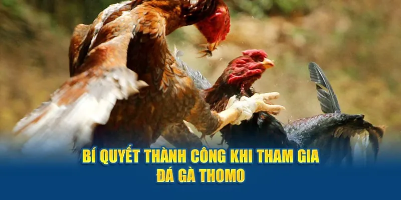 Bí quyết thành công khi tham gia đá gà Thomo