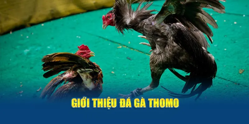 Giới thiệu đá gà Thomo