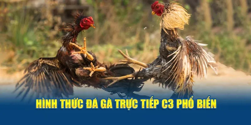 Hình thức đá gà trực tiếp C3 phổ biến