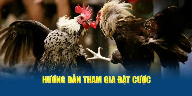 Hướng dẫn tham gia đặt cược