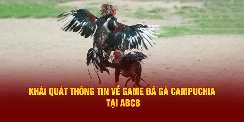 Giới thiệu cho thành viên về game đá gà Campuchia tại ABC8