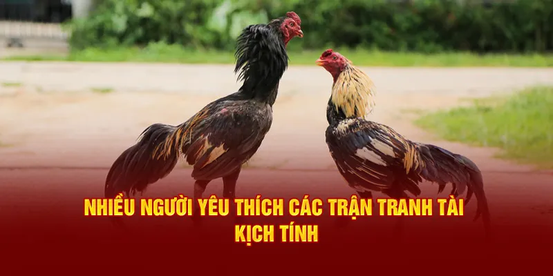 Nhiều người yêu thích các trận tranh tài kịch tính