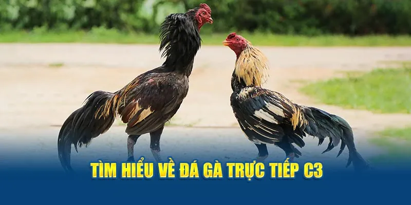 Tìm hiểu về đá gà trực tiếp C3